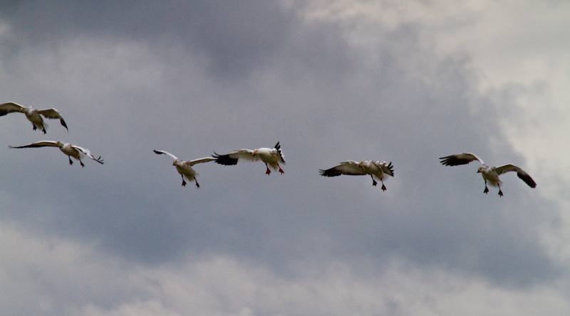 Snow Geese In Flight